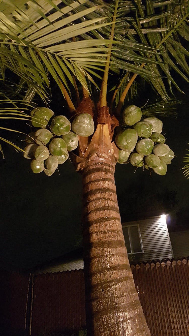 Outdoor artificial coconut tree