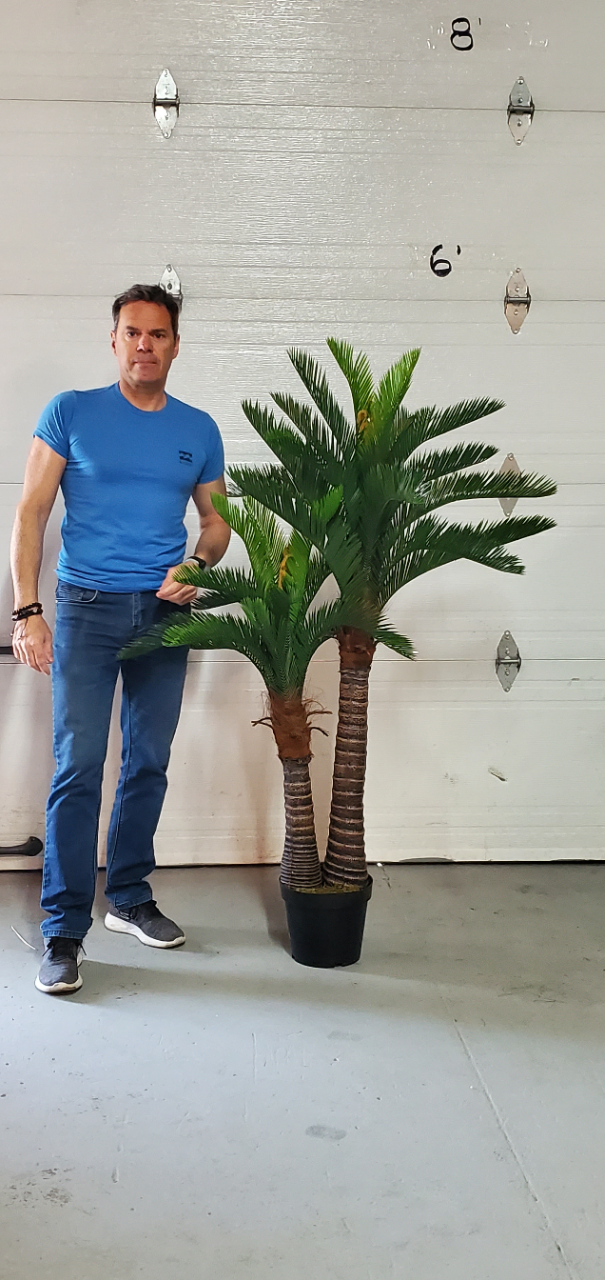 Cycas Twin  5 pieds