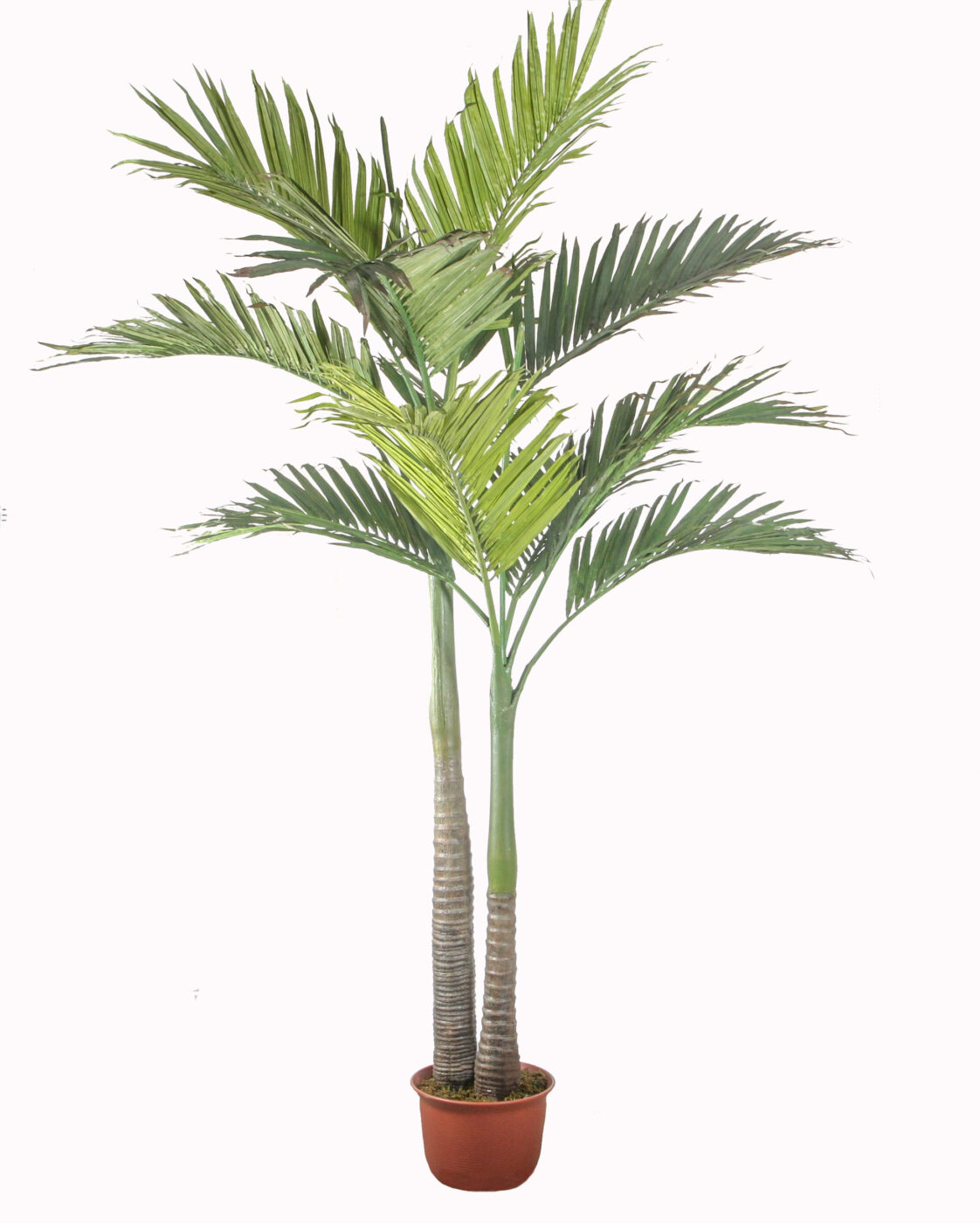 Alexendra palm tree 